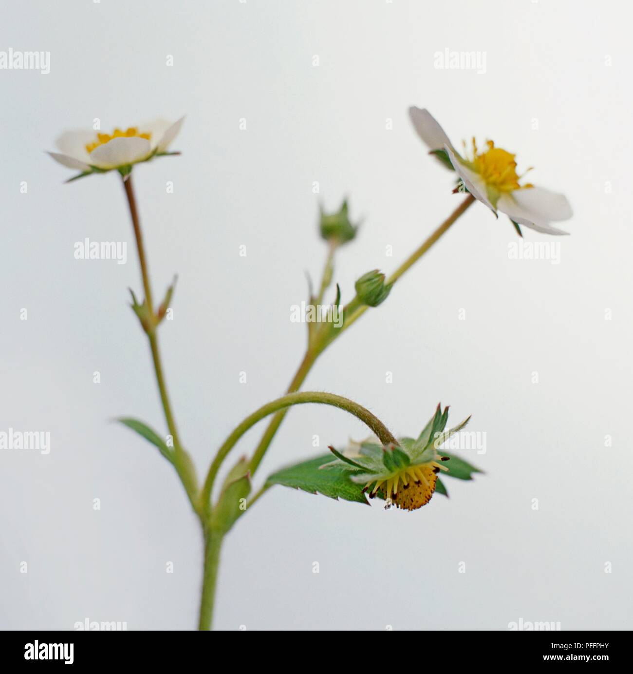 Strawberry flower buds hi-res stock photography and images - Alamy