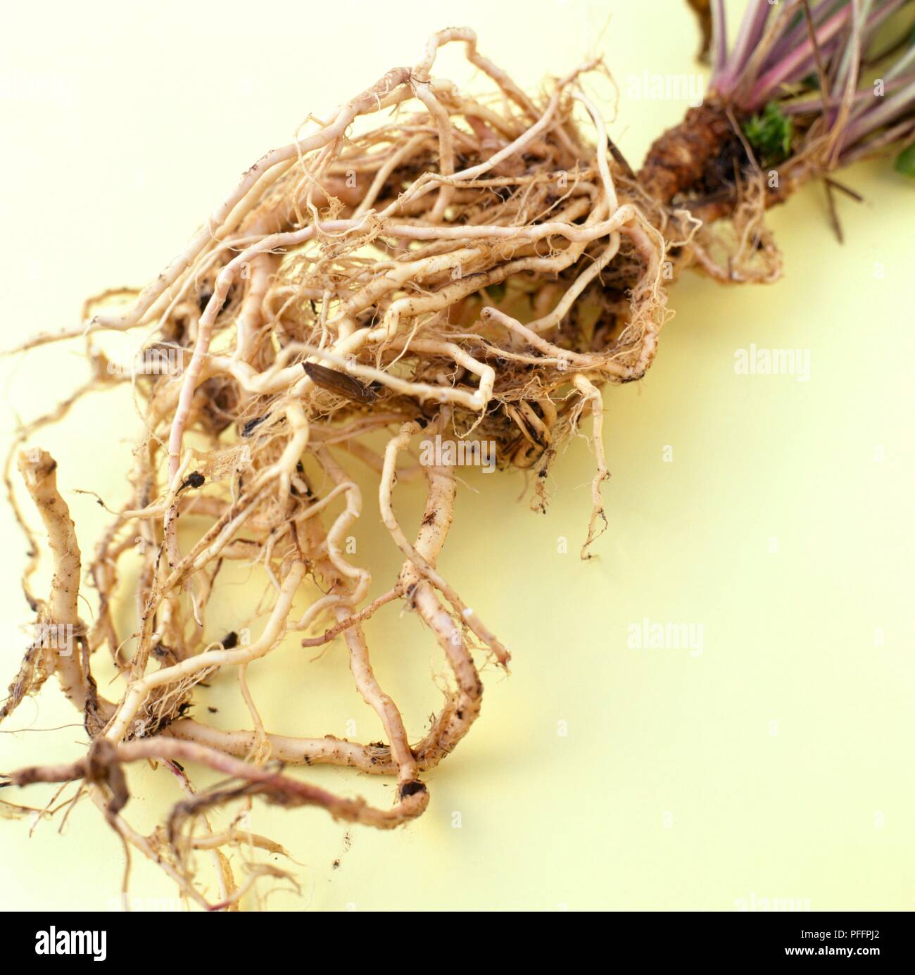 Isatis tinctoria (Woad), roots, close-up Stock Photo
