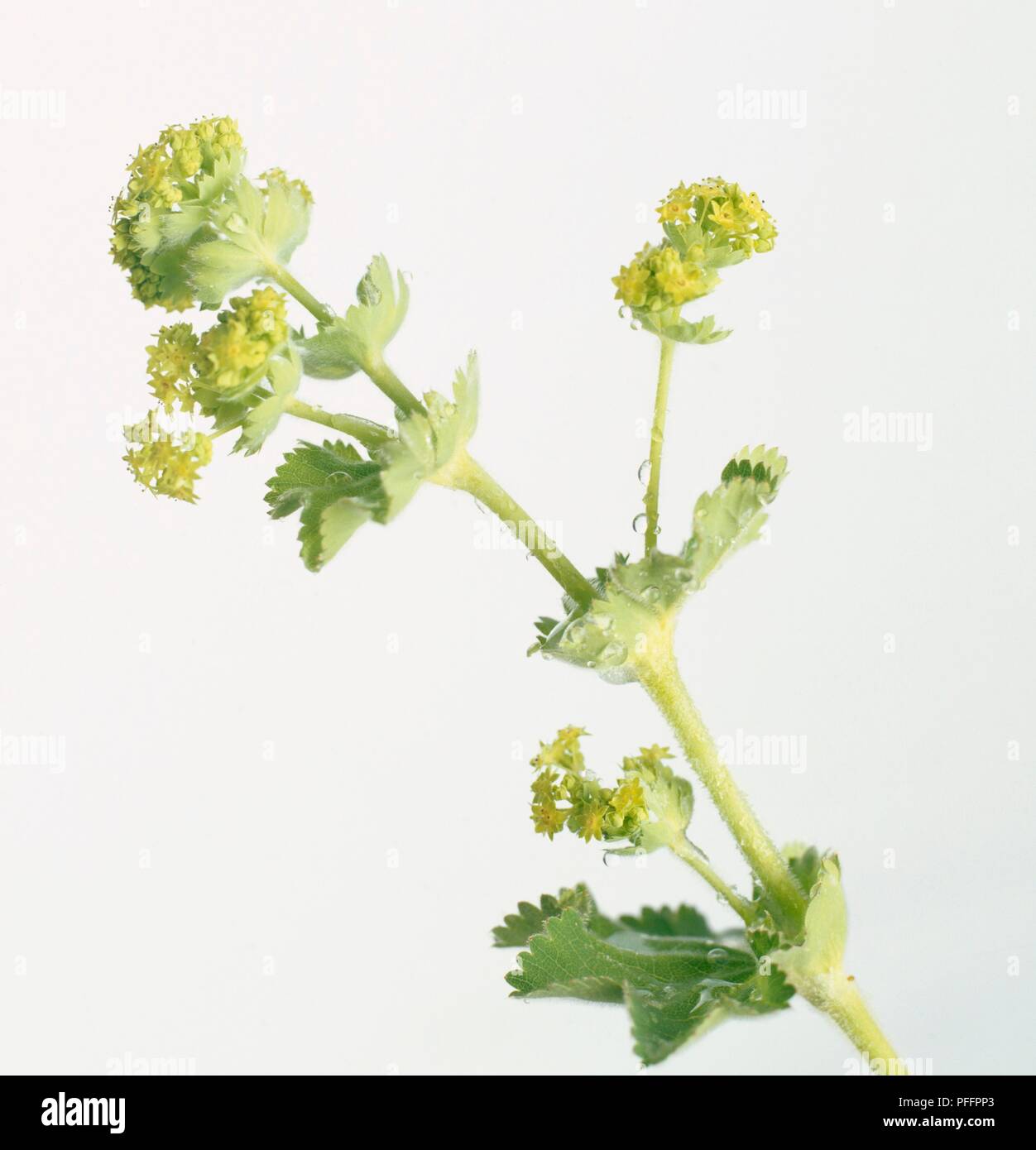 Lady's mantle (Alchemilla xanthochlora), stem with leaves and yellow flowers Stock Photo