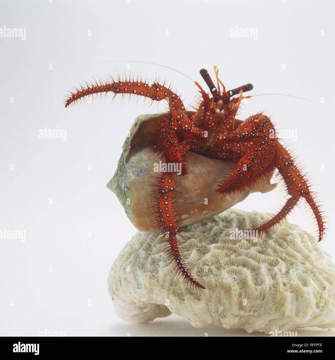 Hermit Crab (Dardanus megistos) perched on coral, front view Stock Photo