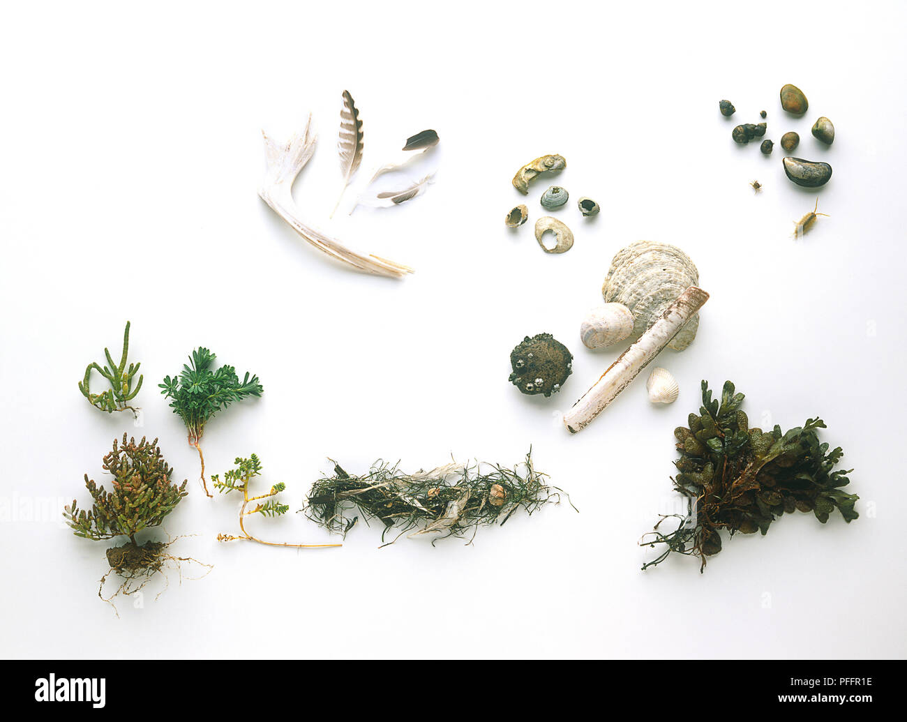 Collection of plants, shells, bones, pebbles and feathers found on the shores of a river's estuary, including Salicornia sp. (Glasswort), Euphorbia paralias (Sea spurge), Honckenya peploides (Sea sandwort), Zostera marina (Eel grass) and shore weed Stock Photo