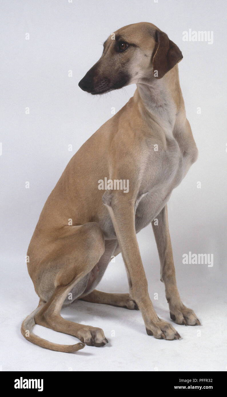 A slender light brown sloughi dog sits on its haunches and glances back