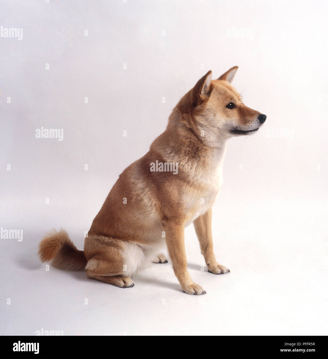 Ainu inu dog, sitting, side view Stock Photo