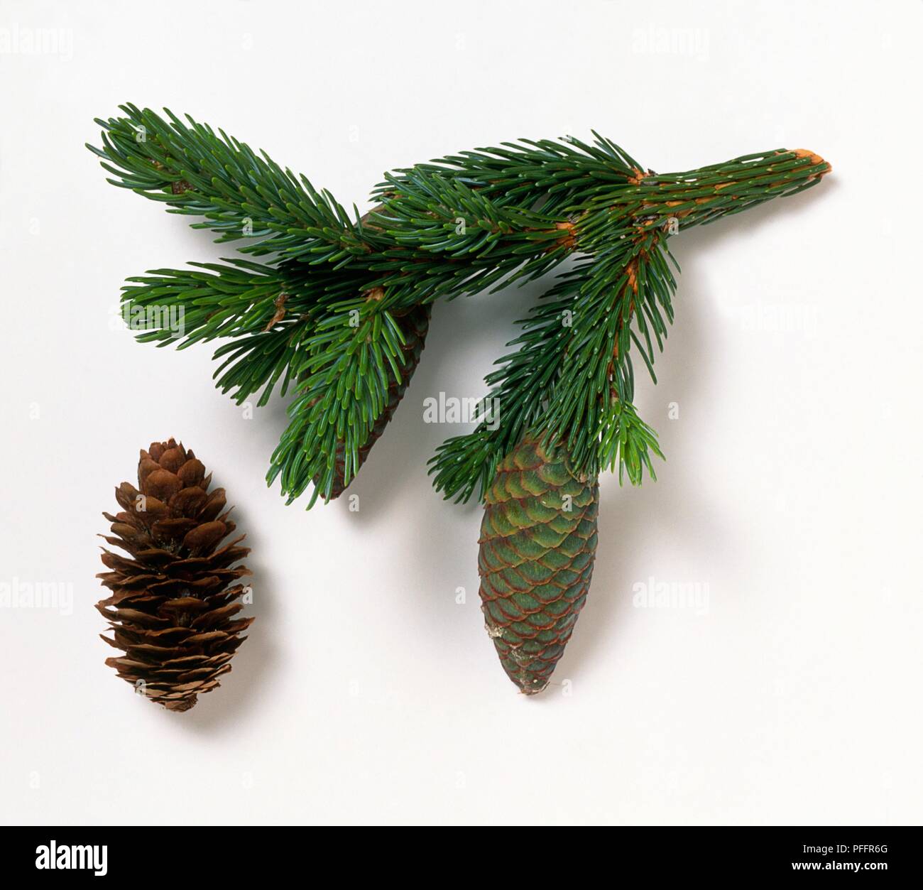 Picea jezoensis (Yezo spruce), twig covered in green leaves, and cones Stock Photo