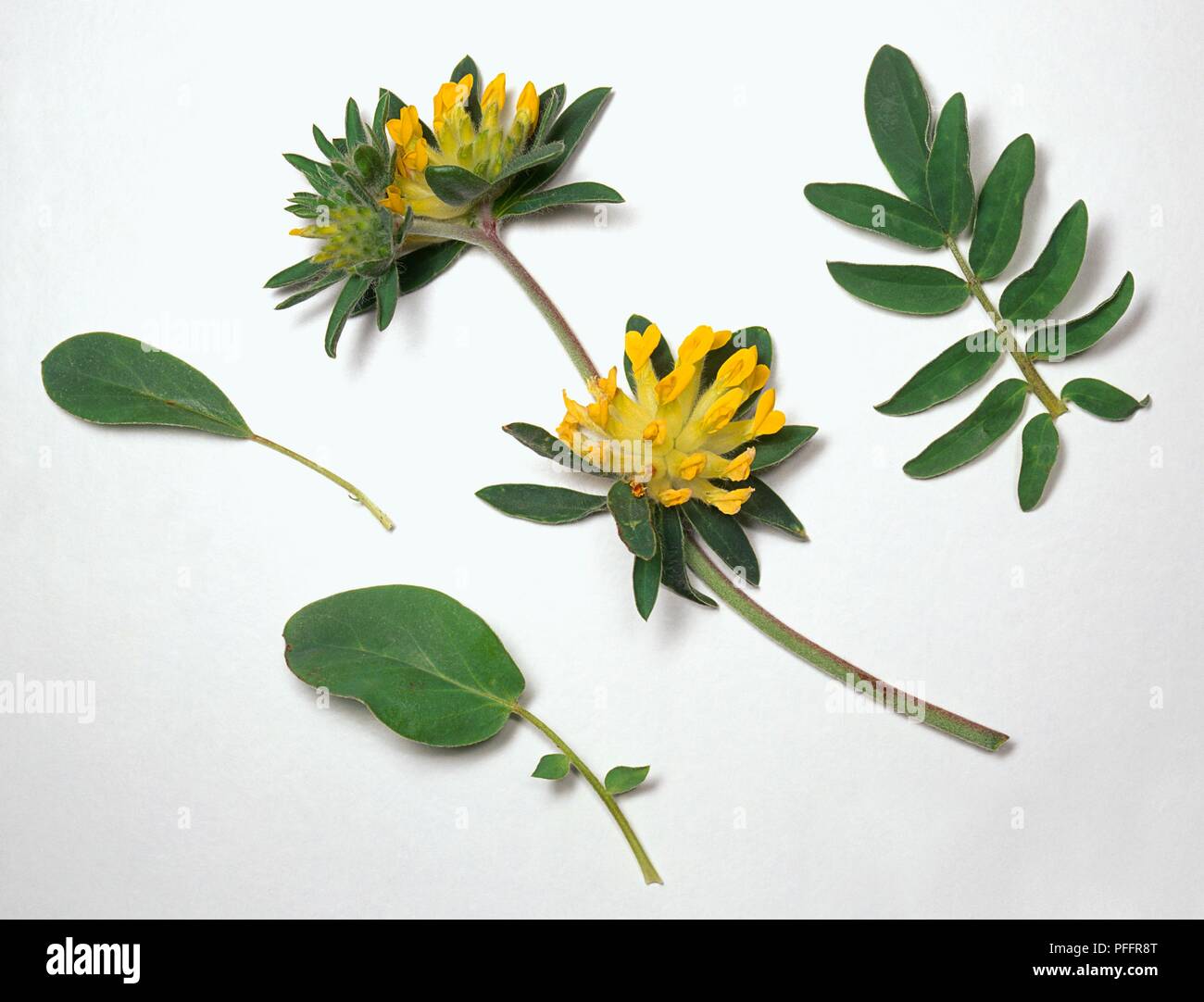 Anthyllis vulneraria (Kidney vetch), leaves and yellow flower heads Stock Photo