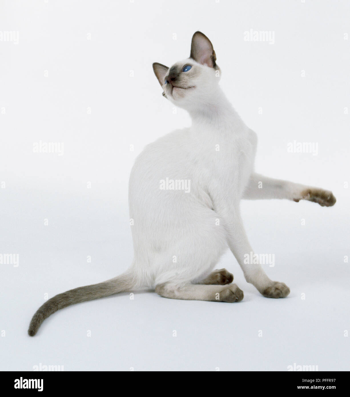 Chocolate Point Siamese cat with bright blue eyes and long, tapering tail, sitting, with slim left leg outstretched. Stock Photo