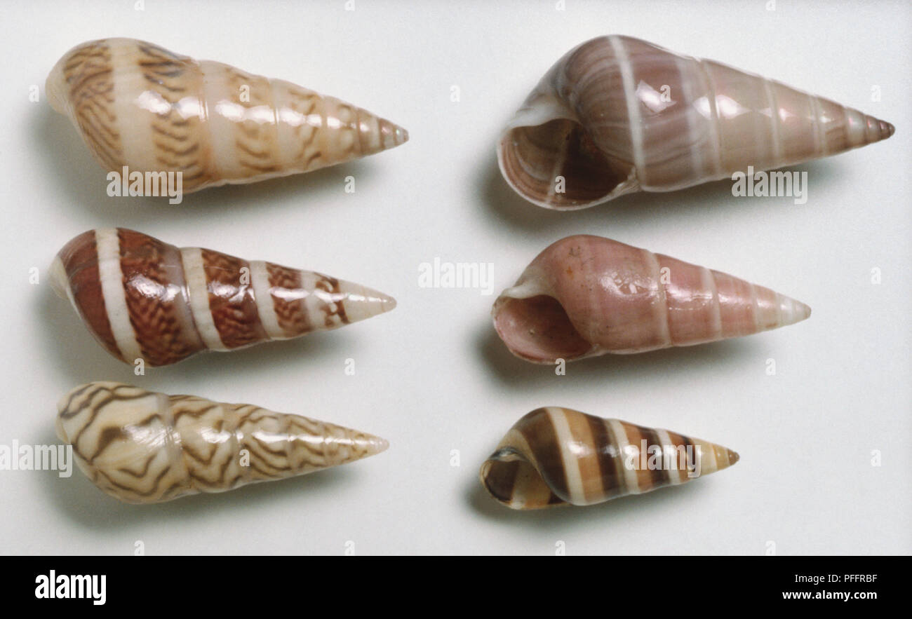Bankivia fasciata, Banded Bankivia Shell, above view six shells, pointed apex glossy surface with coloured patterns, brown, white, bands, zigzags, streaks. Stock Photo