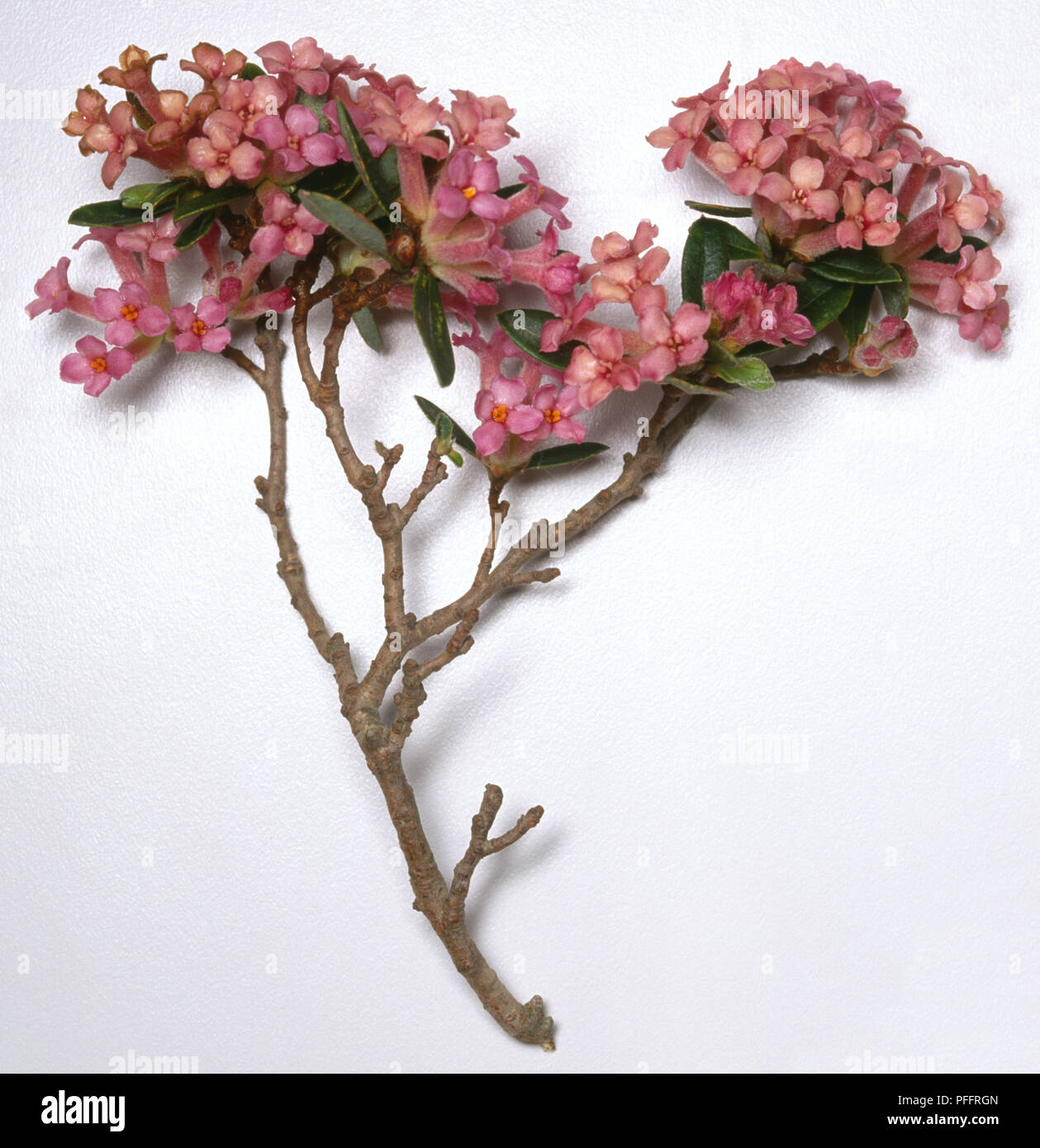 Daphne Sericea, woody branching stem with clusters of pink flowers. Stock Photo