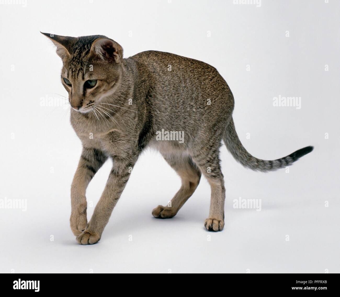 Brown Oriental Ticked Tabby cat Stock Photo - Alamy