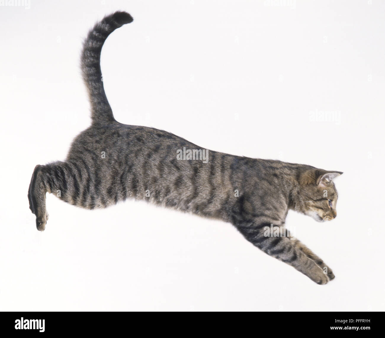 トップス MIXTA TABBY CAT WALKKING TRAIL CN SWEAT Embroidered Grey Tabby Cat Hoodie – Wild Whimsy Woolies