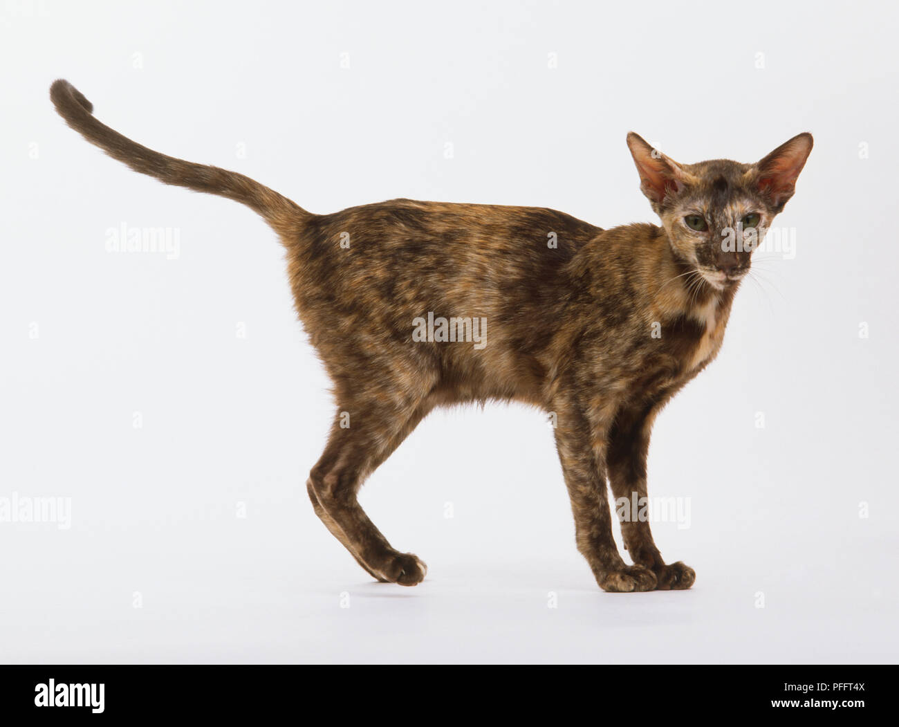 Oriental Shorthair Cats Stock Photos Oriental Shorthair Cats