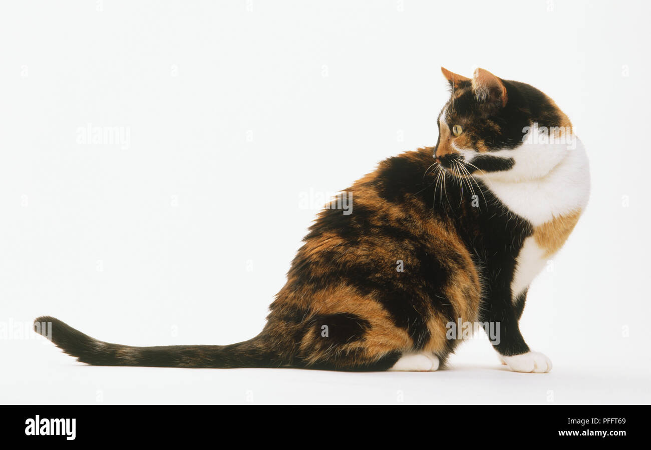 Brown Black And White Tortoiseshell Cat Felis Catus Sitting Up