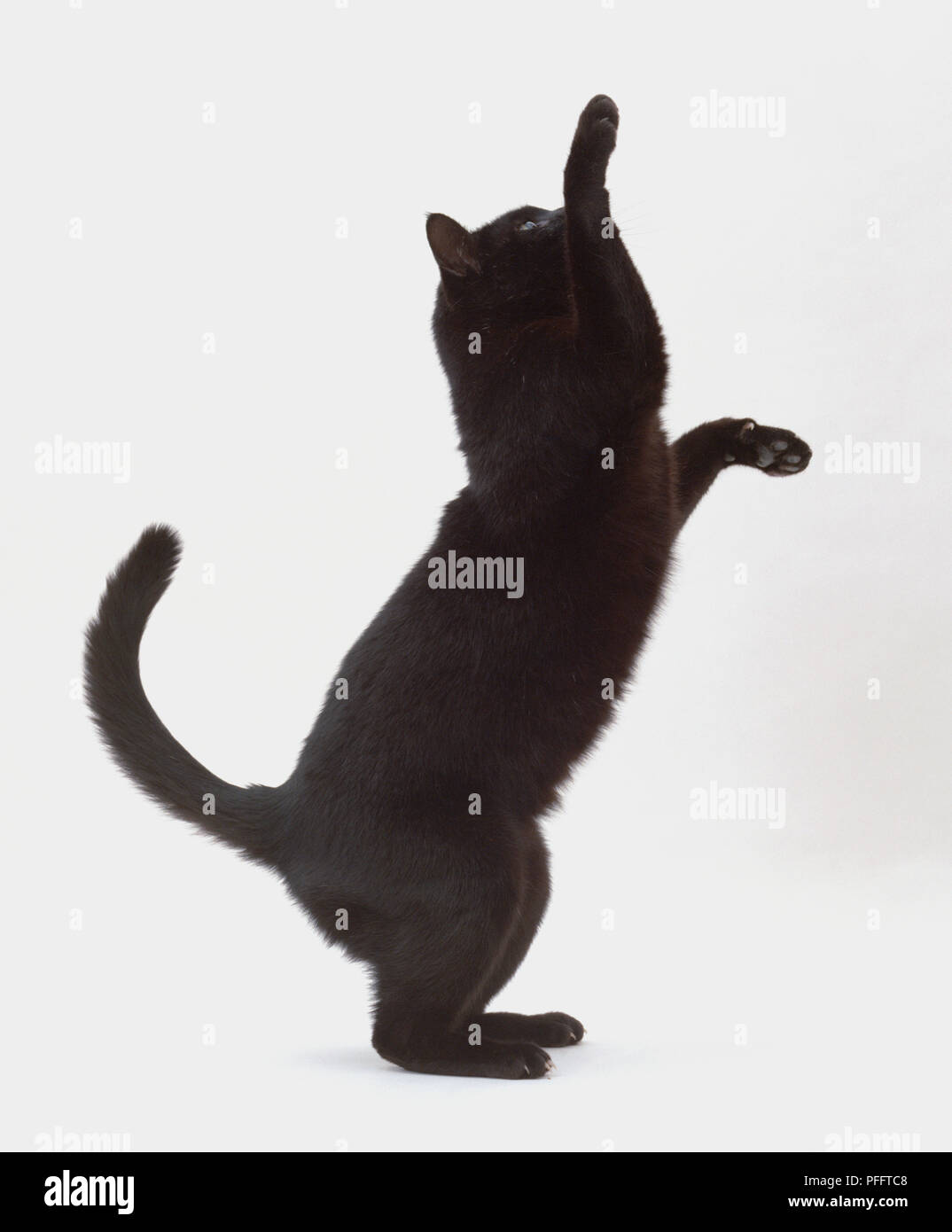 Black cat on back legs - side view. Stock Photo