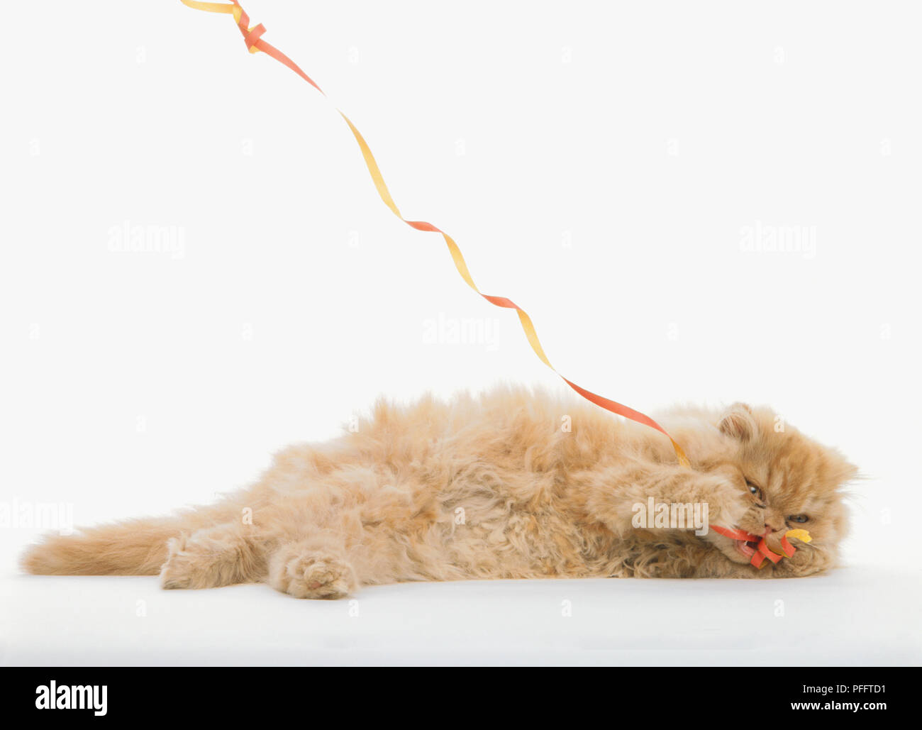 Long-haired cream-coloured kitten (Felis catus) playing with a streamer, side view Stock Photo