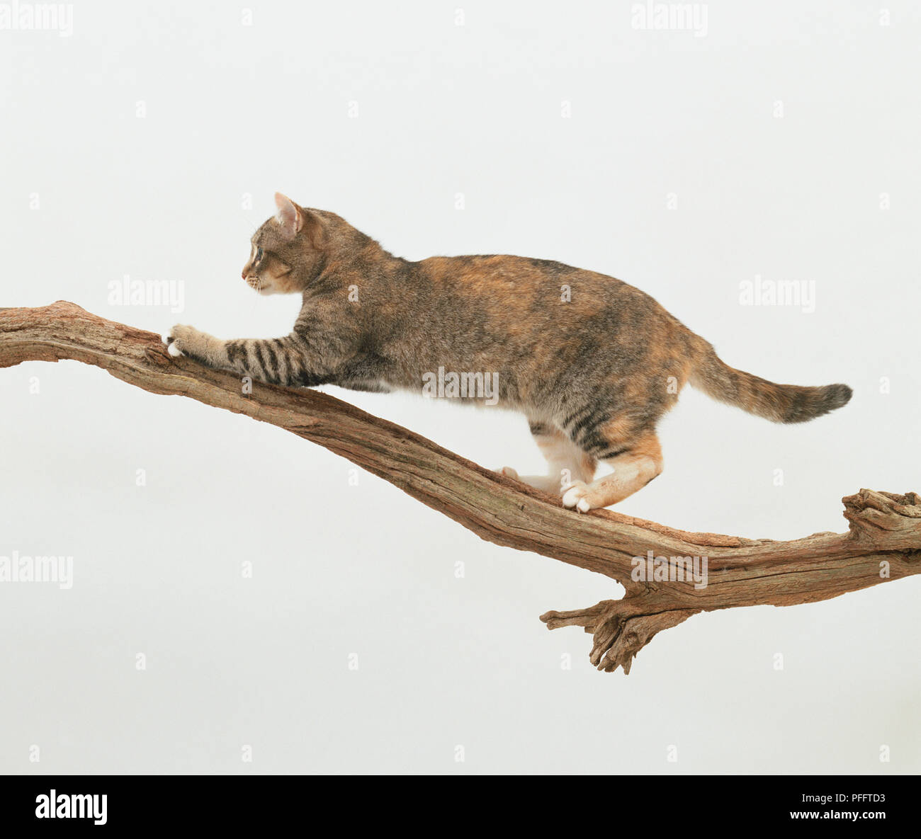 Cat climbing up branch side view Stock Photo Alamy