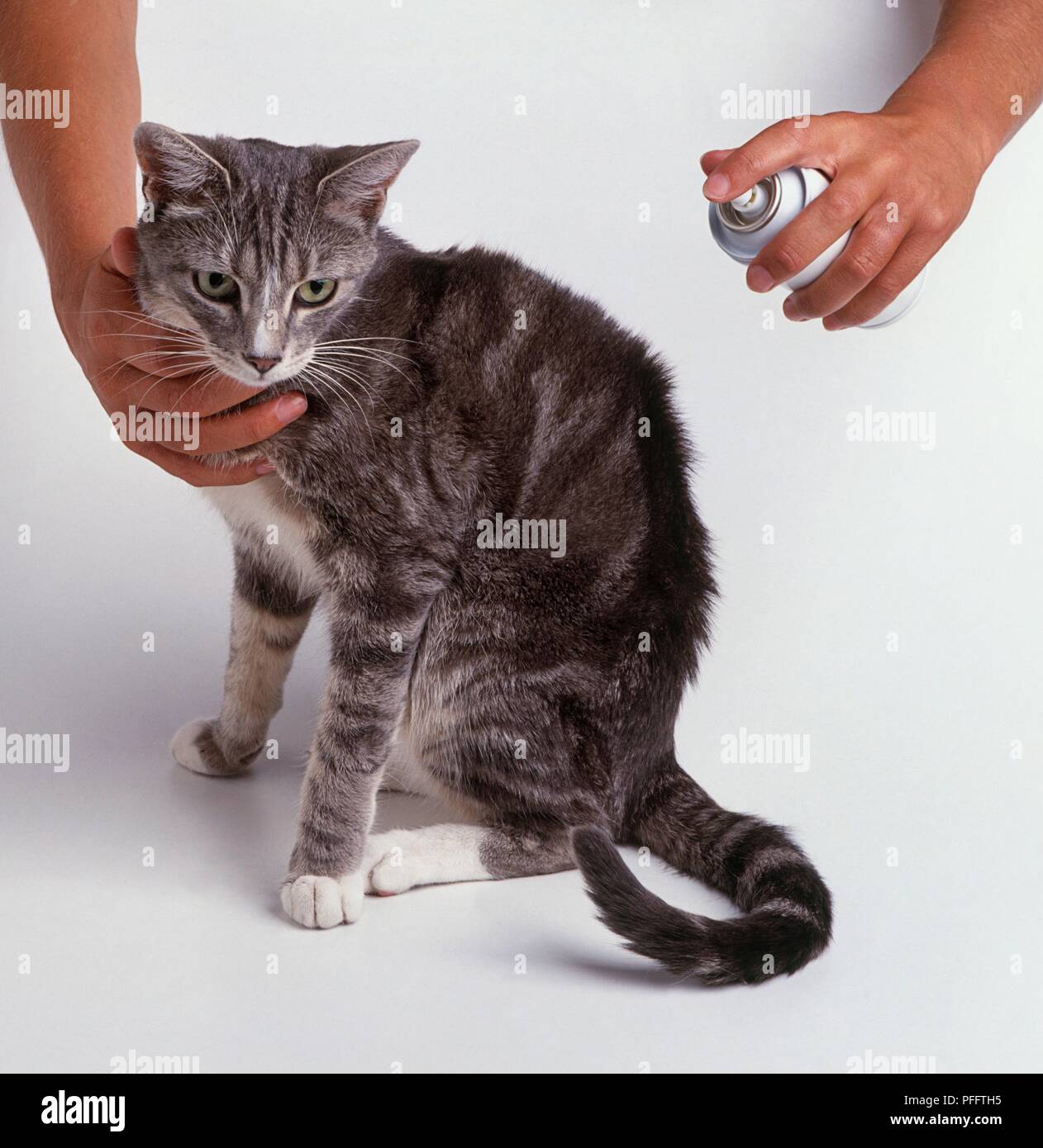 Flea spray hi-res stock photography and images - Alamy - Cat De-Flea Spray With Pepper