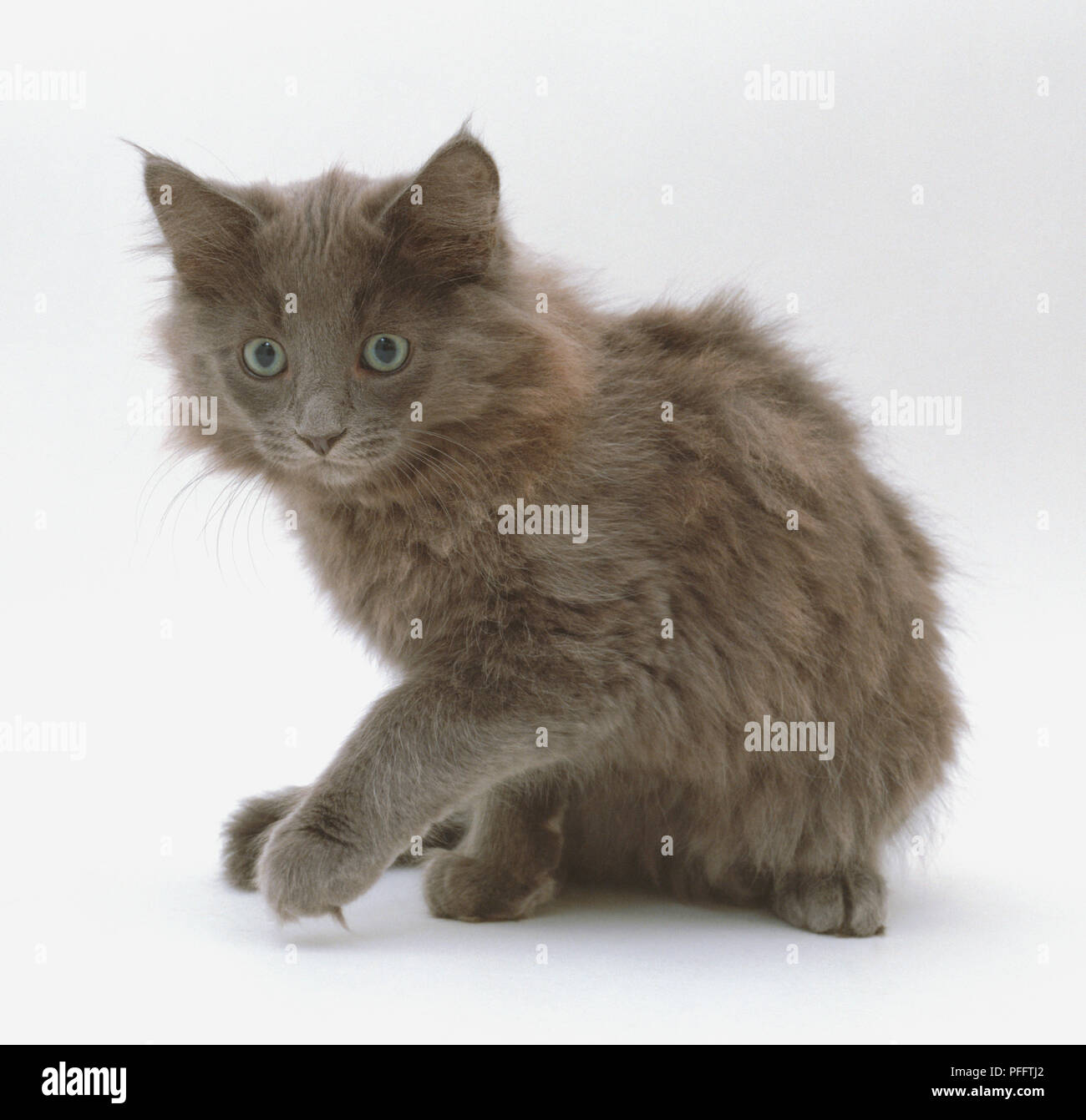 Grey Brown Kitten Sitting With Paw Raised Stock Photo 216092858