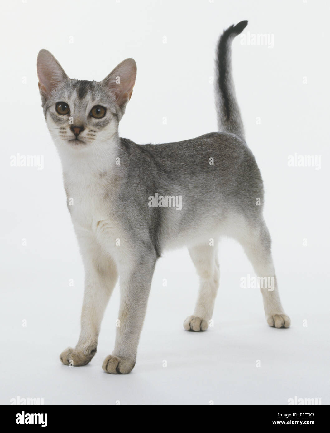 black and white abyssinian cat