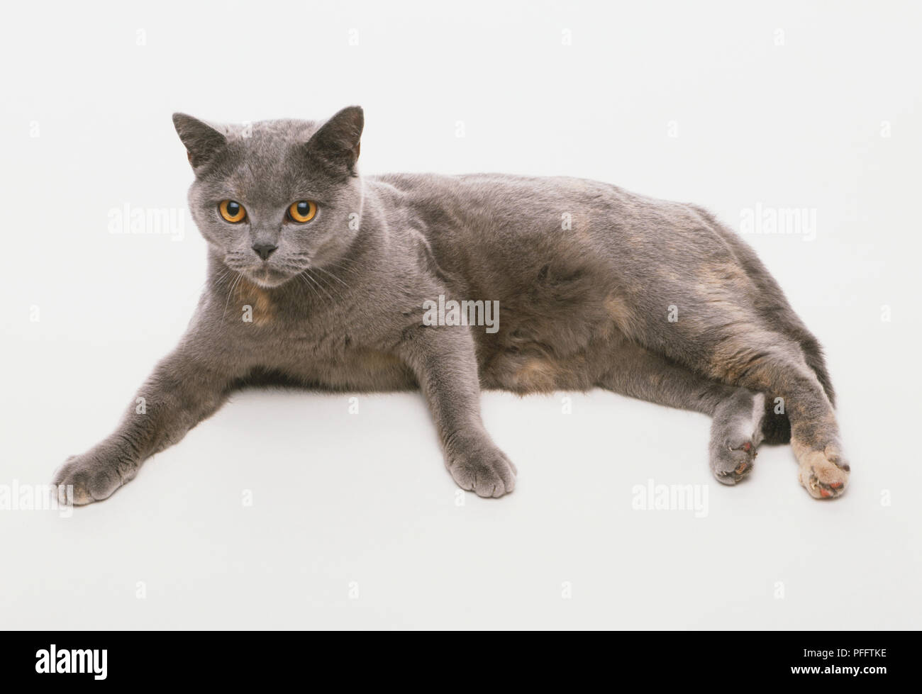British Blue and Cream Cat Felis catus lying on its side facing forward with its paws out front side view Stock Photo Alamy