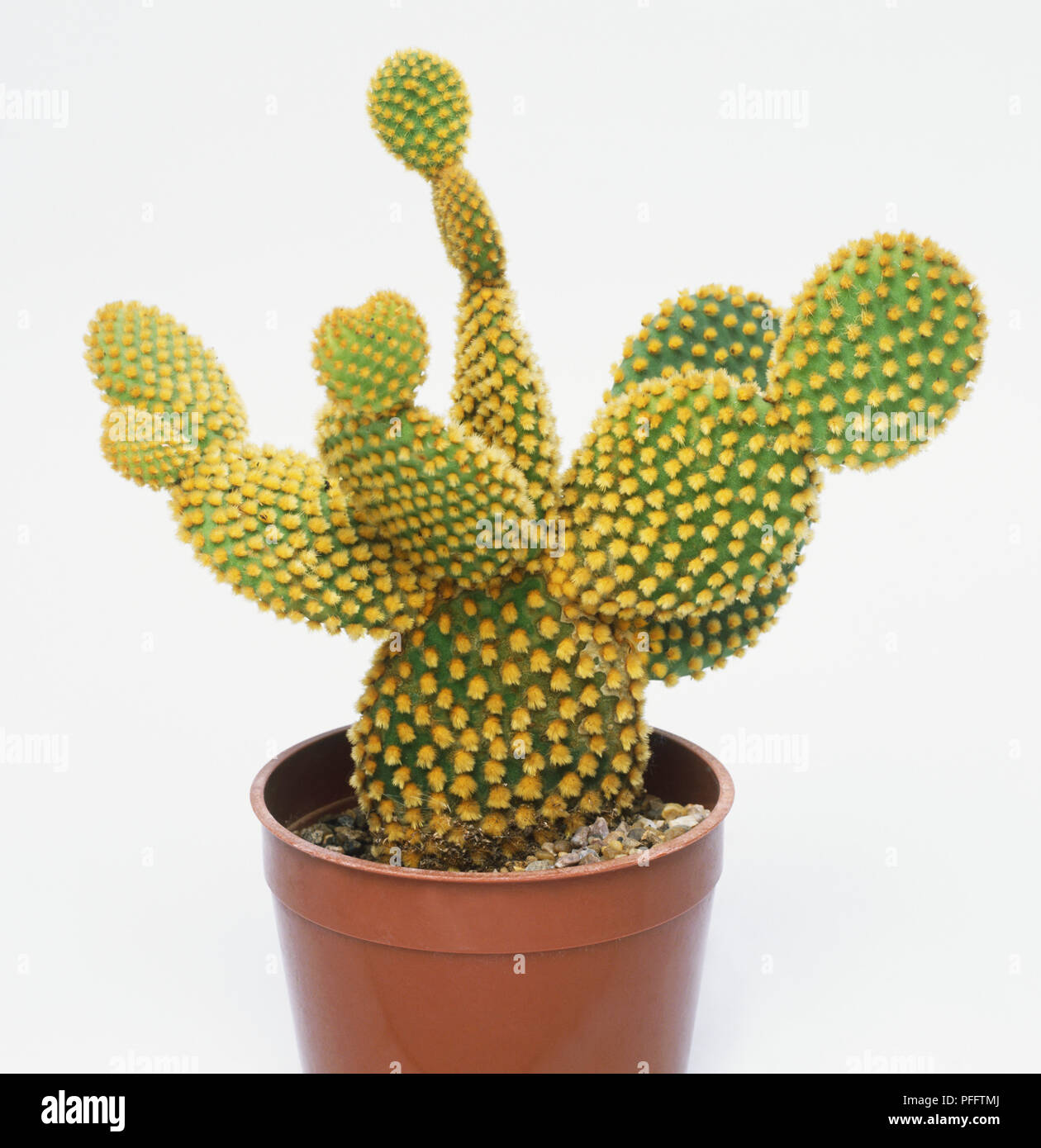 Opuntia microdasys (Bunny ears cactus Stock Photo Alamy