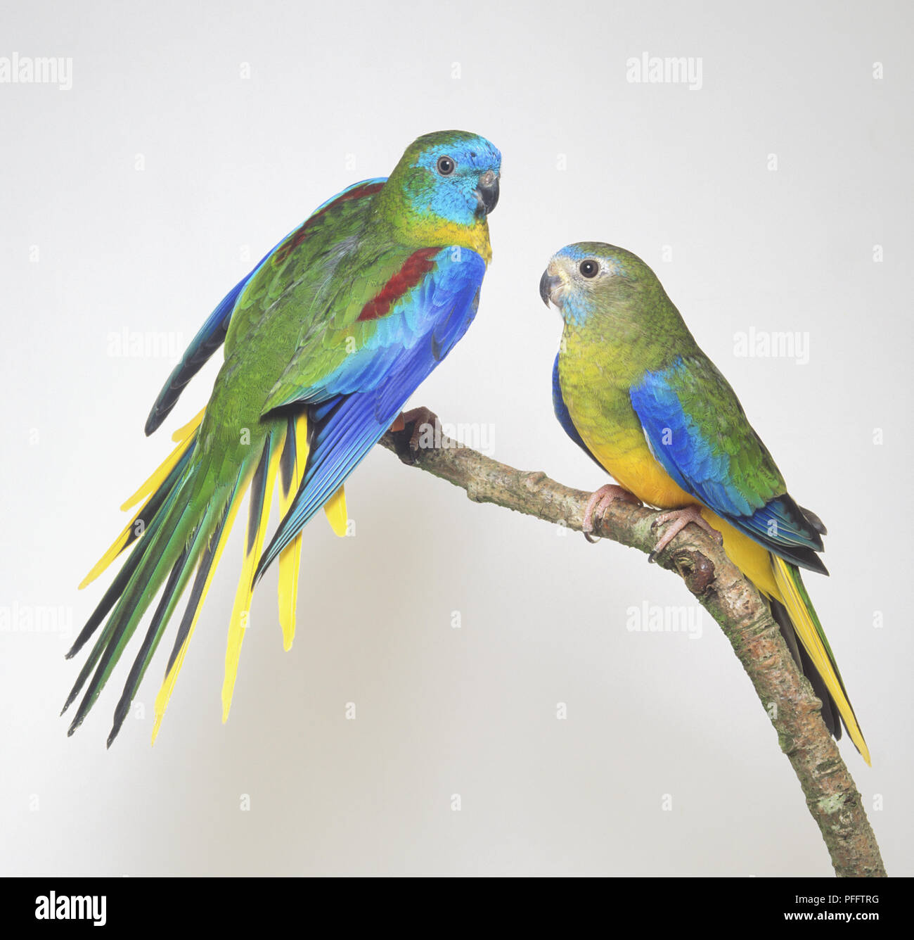 TWO TURQUOISINE GRASS PARAKEETS - SIDE VIEW Stock Photo - Alamy