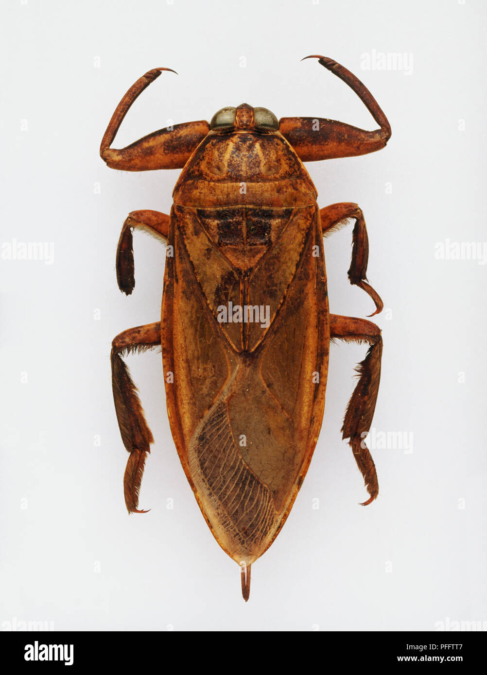 Giant water bug, top view. A reddish brown bug with specialized front legs. Stock Photo