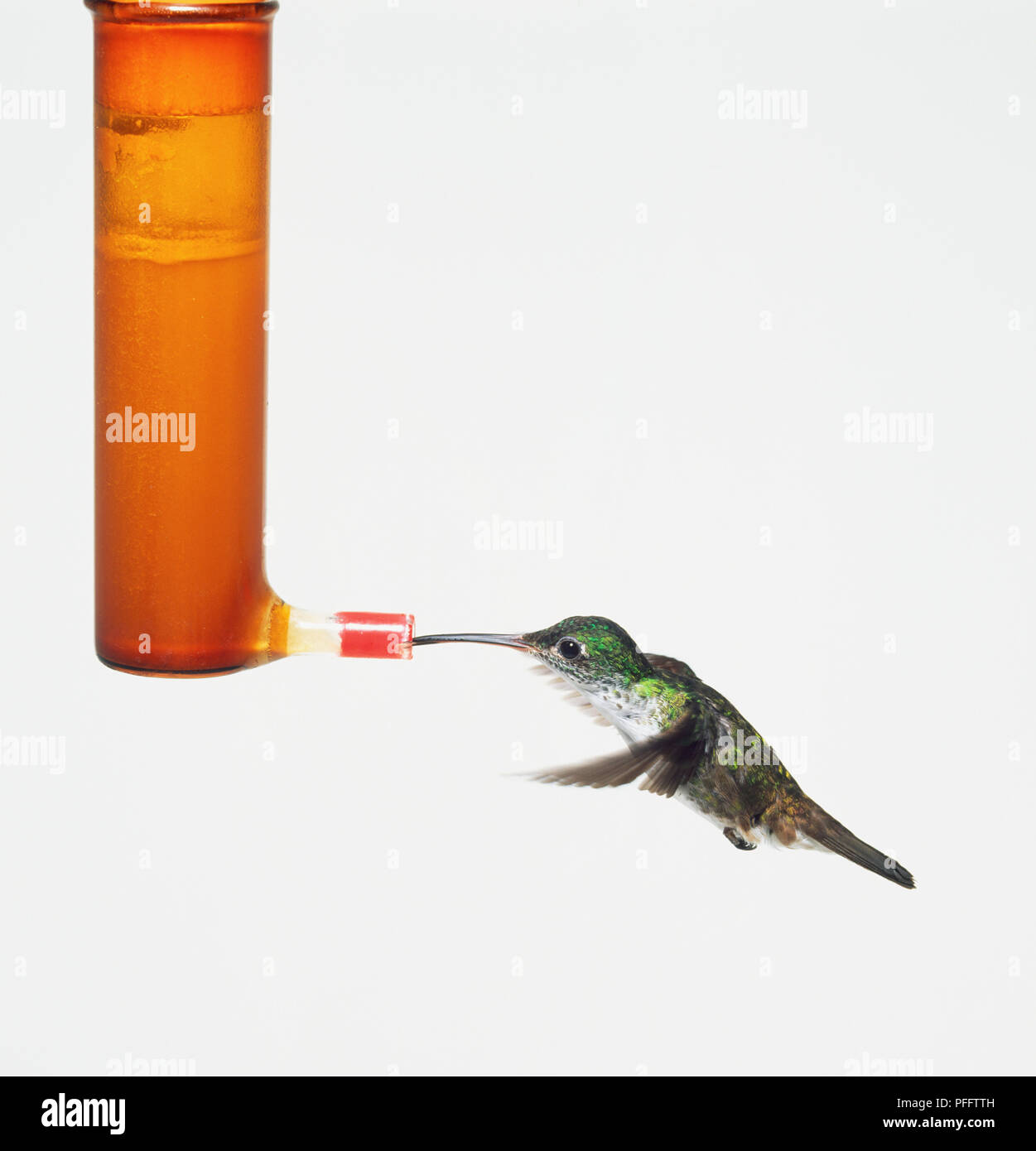 Hummingbird (Trochilidae) drinking from man made drinking point Stock Photo