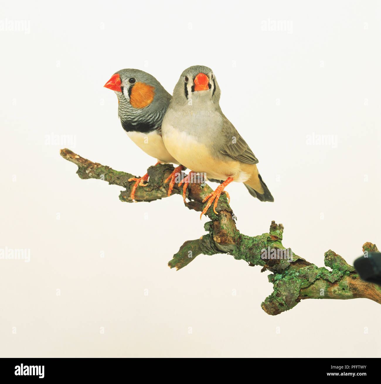 Zebra finch male female hi-res stock photography and images - Alamy