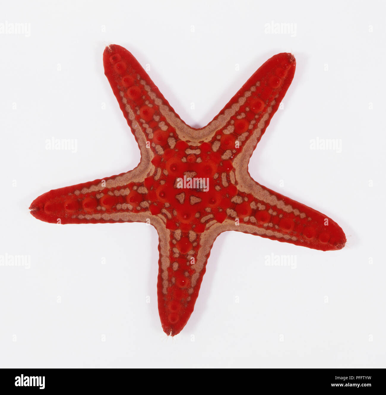 Red-knobbed Starfish (Protoreaster linckii) Stock Photo