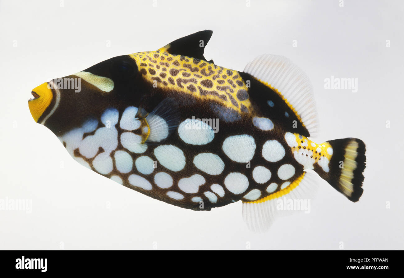Clown Triggerfish, black with white spots and yellow markings Stock Photo