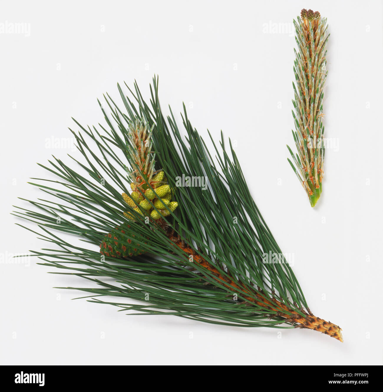 Pinus nigra, a branch from an Austrian Pine Stock Photo