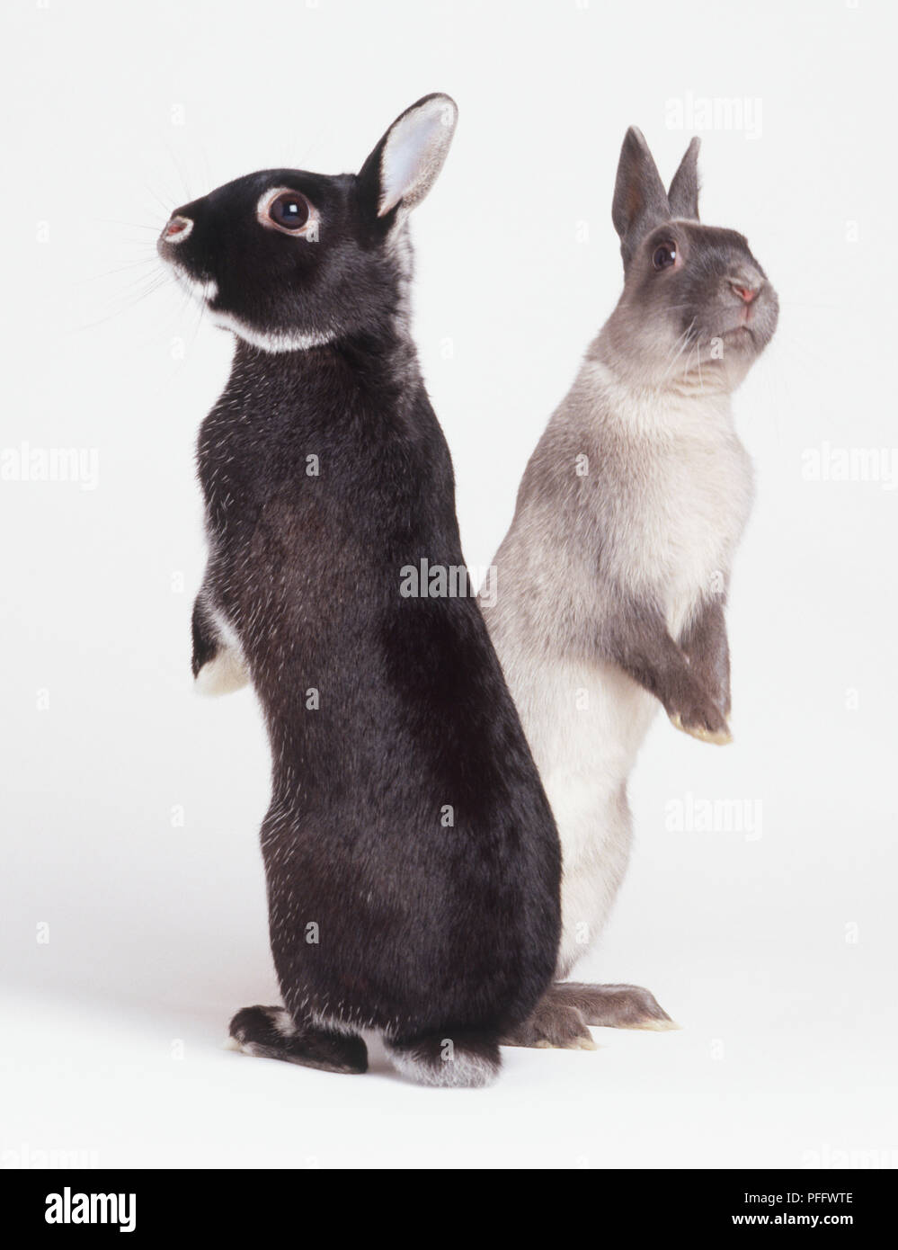 Two rabbits standing on hind legs, facing in opposite directions Stock ...