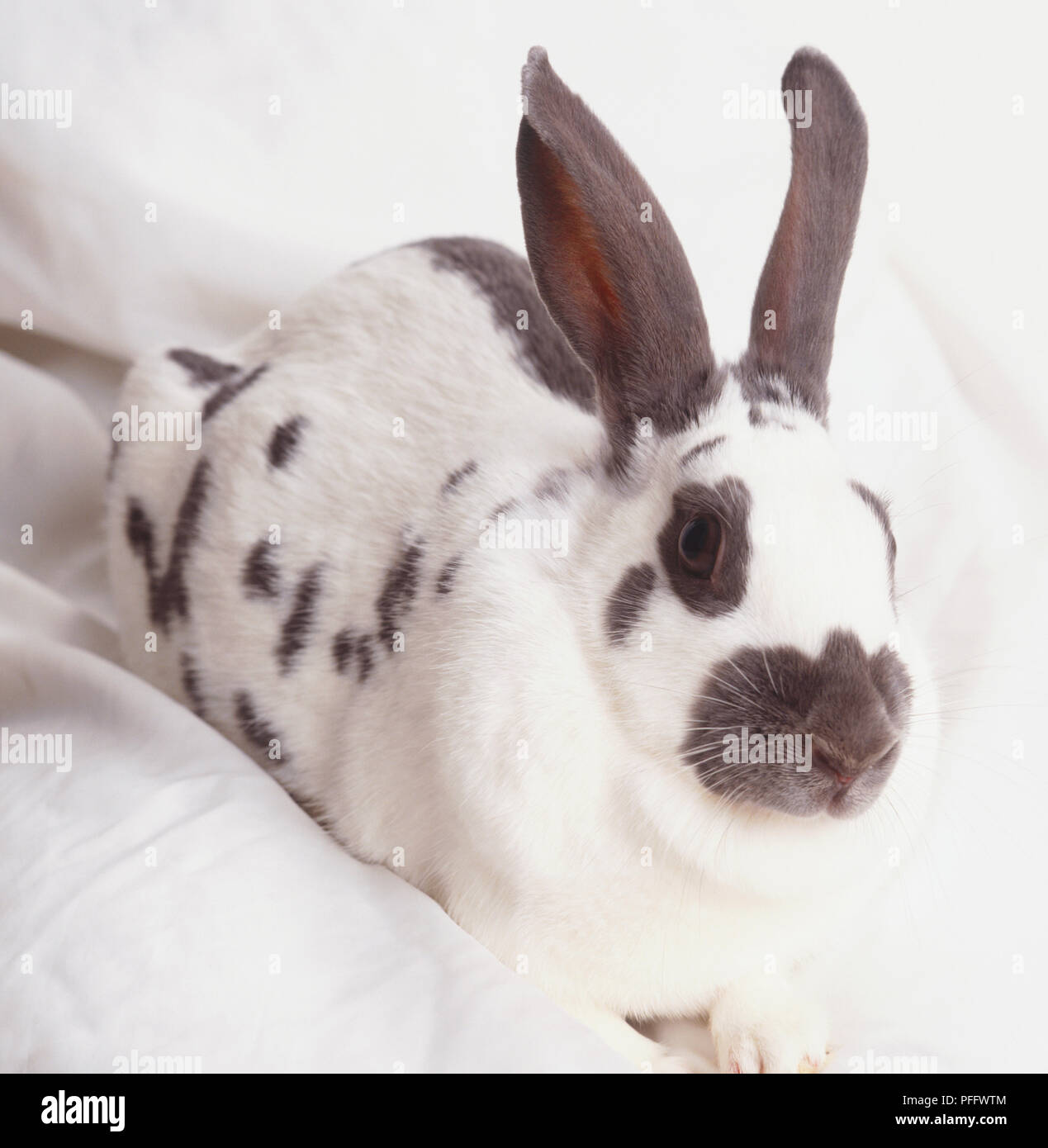 Patchy Rabbits White Rabbit (Oryctolagus cuniculus) with grey patches resting on its ...