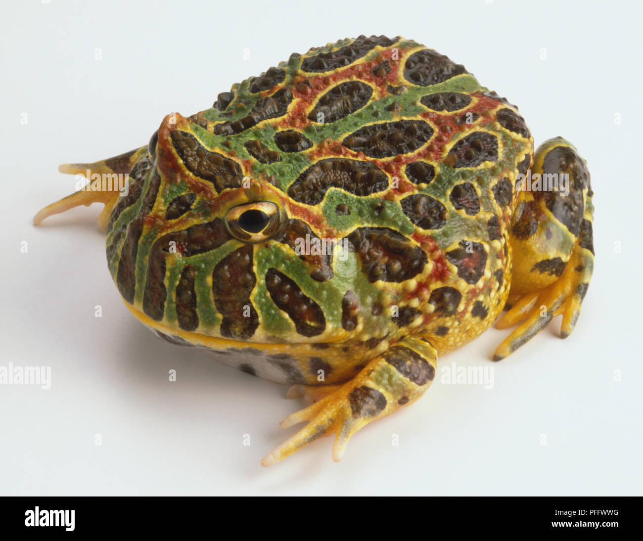 Australian Horned Toad At Ronda Rothermel Blog