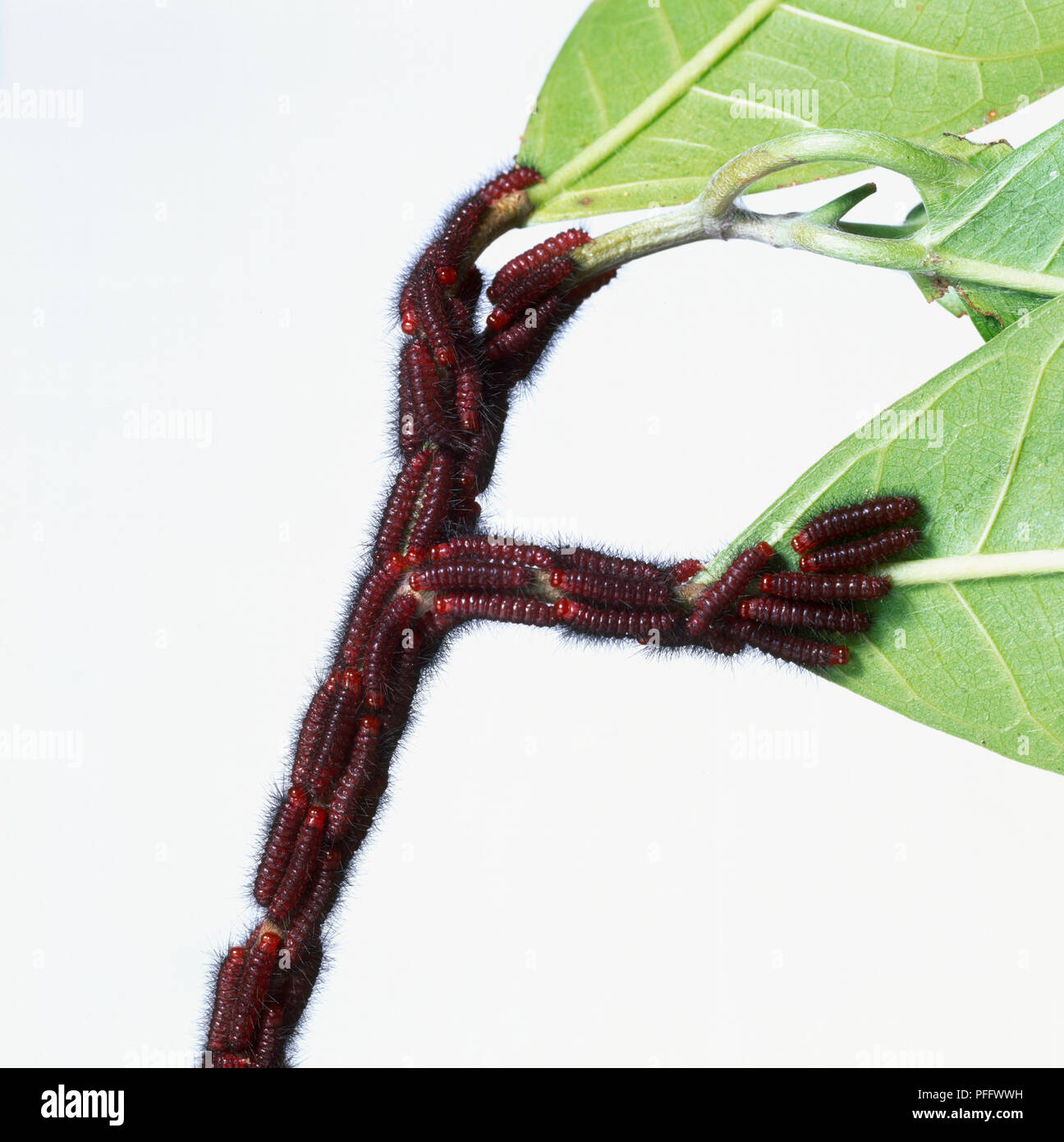 Colonial Insects High Resolution Stock Photography and Images - Alamy