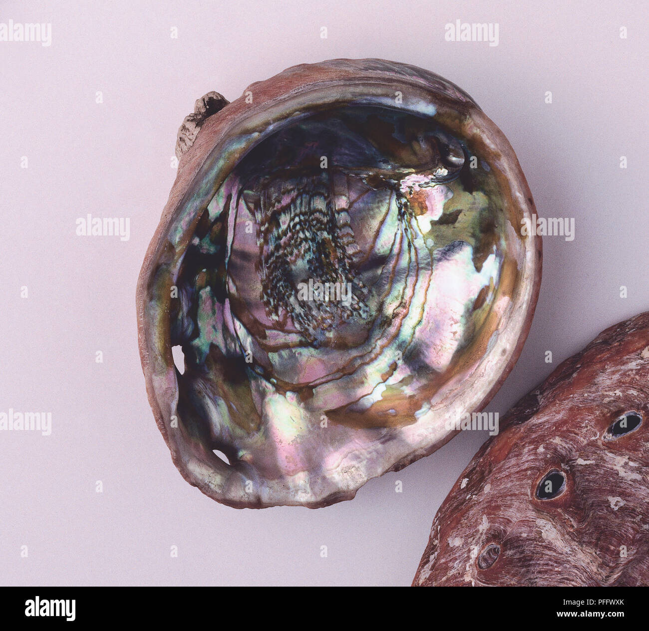 Whole and opened Abalone (Haliotis rufescens) shells Stock Photo
