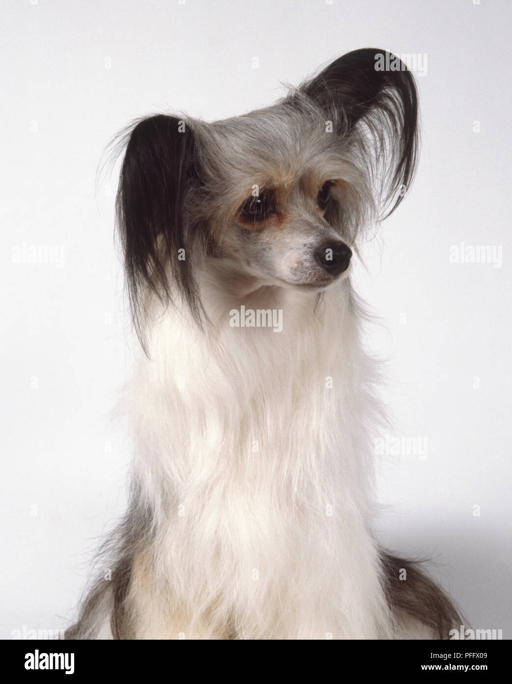 Long haired chinese crested dog cheap