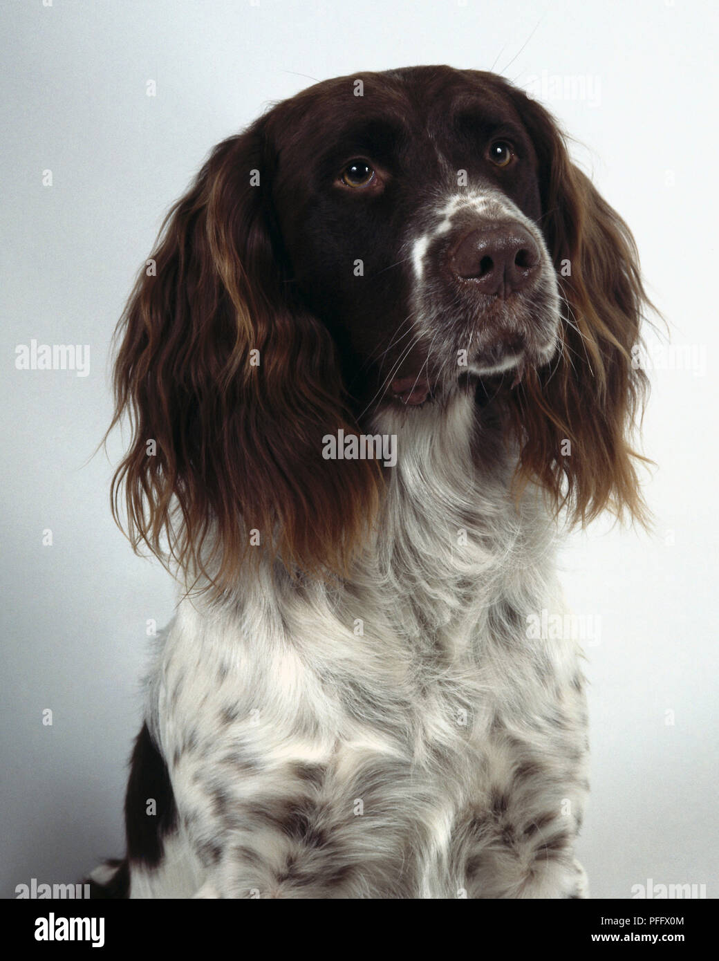 Head Only A Brown And White French Spaniel With Long Wavy Hair