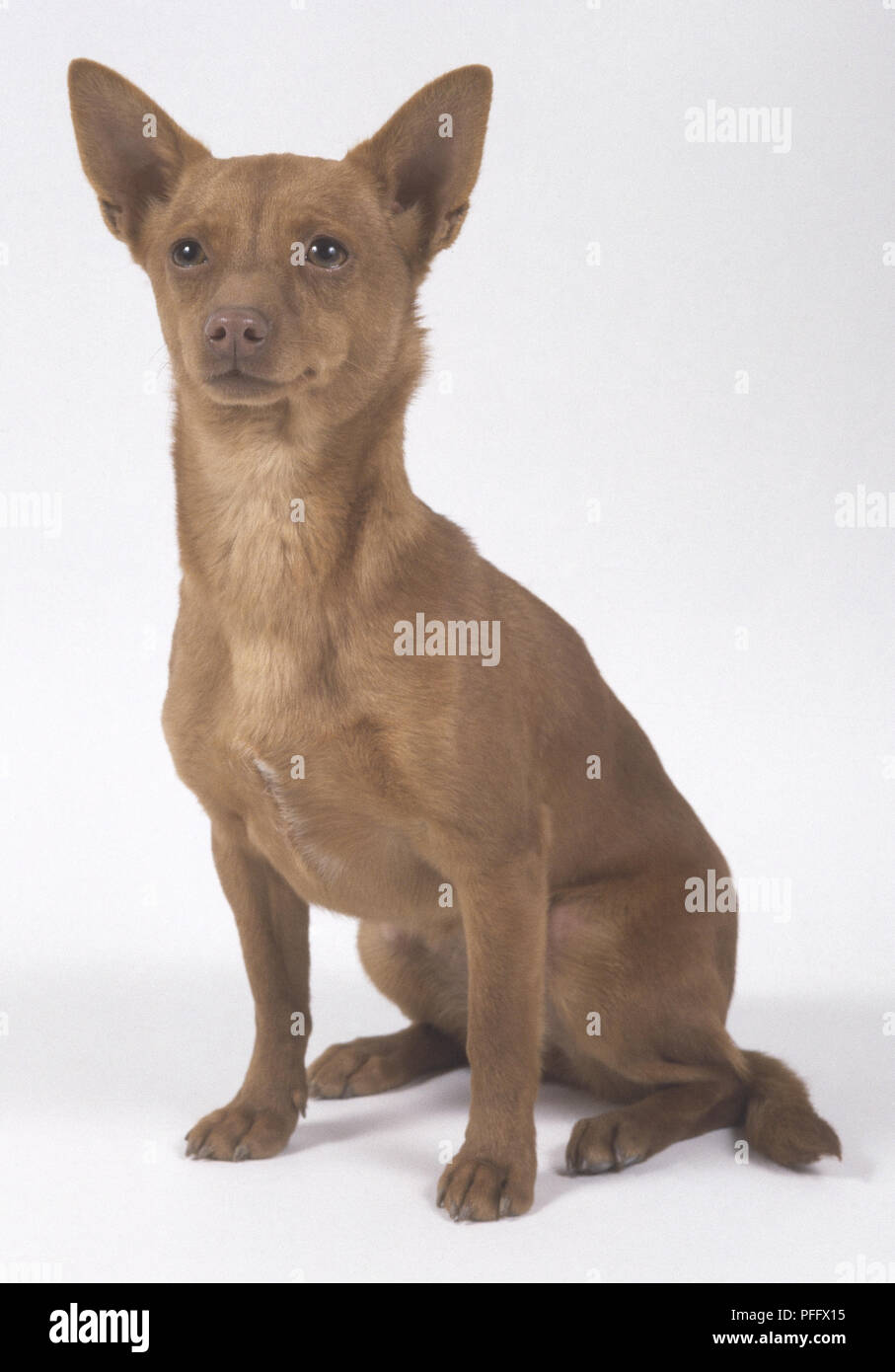 A small sitting Portuguese Podengo dog with a short brown coat and large triangular ears Stock Photo