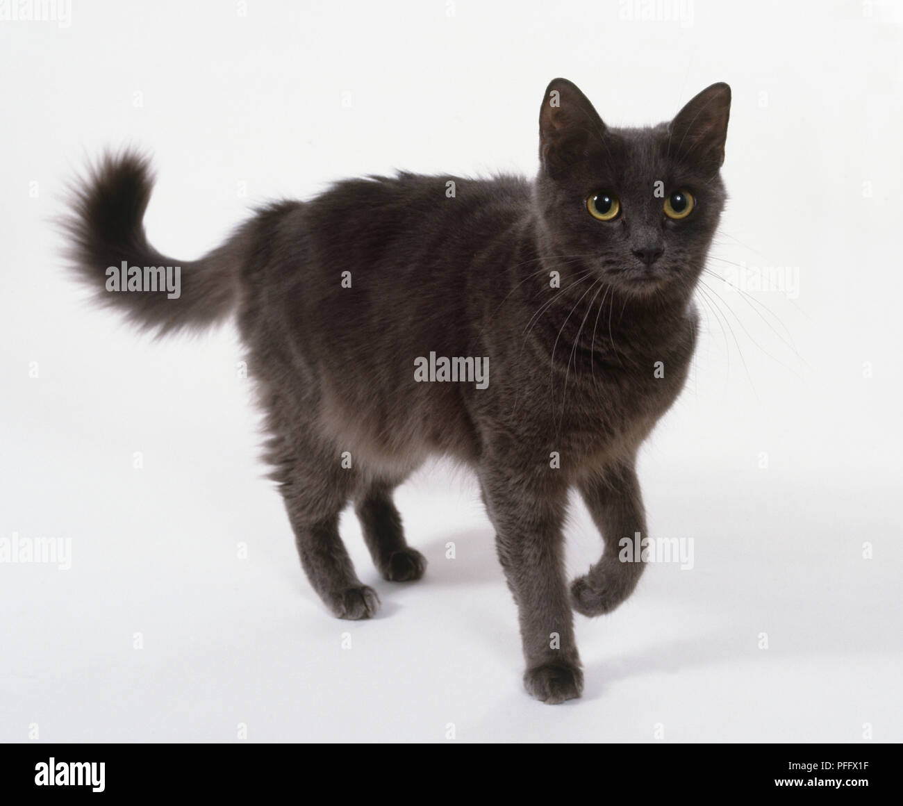 Blue non-pedigree cat with narrow head and largish upright ears, standing with front left paw curling under. Stock Photo