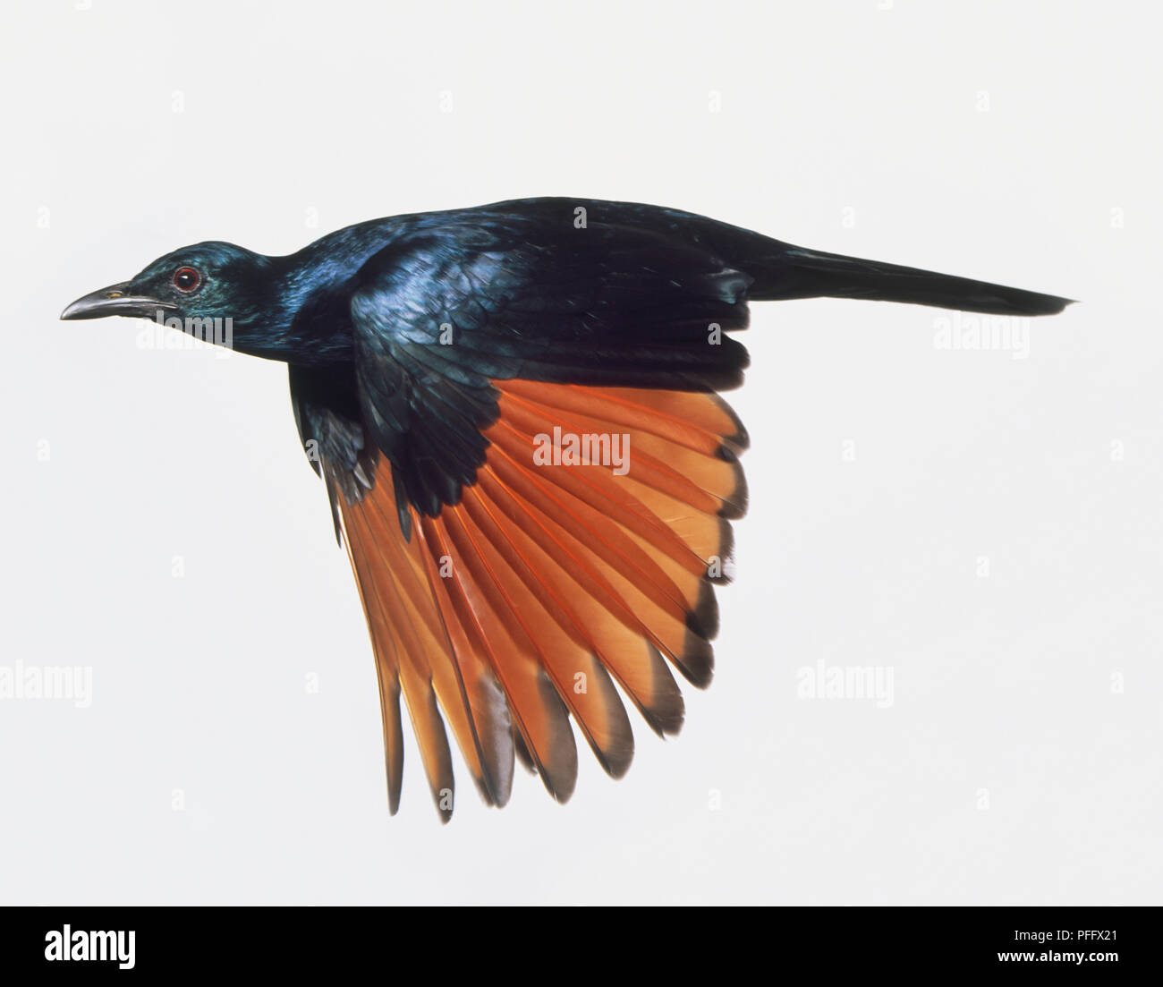 Primary Flight Feathers Stock Photos & Primary Flight Feathers Stock