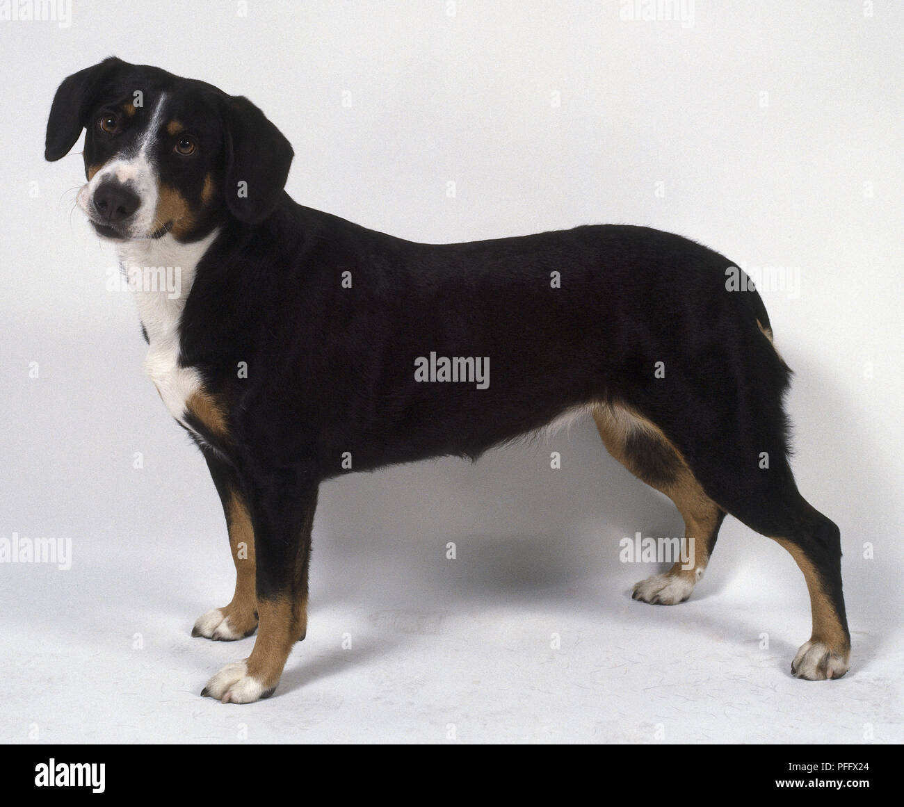 Frontwards hires stock photography and images Alamy