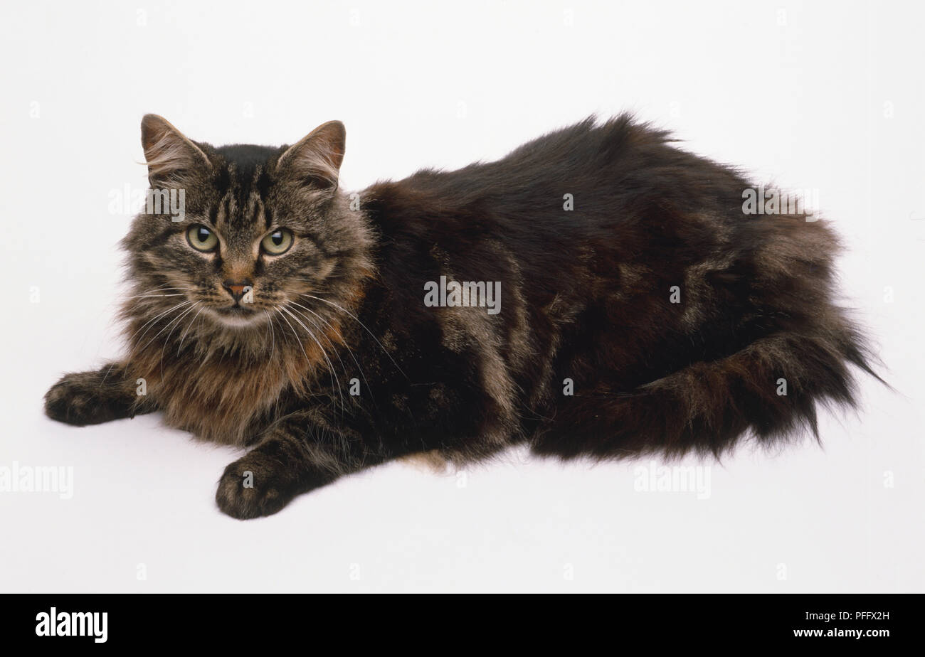 Brown Tabby non-pedigree cat with upright, rounded ears and ruff around neck, lying down. Stock Photo