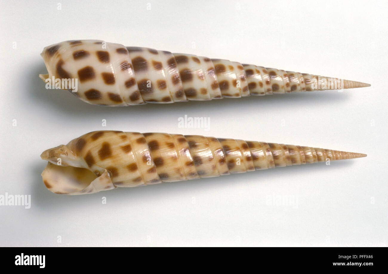 Flyspotted auger shells Stock Photo Alamy