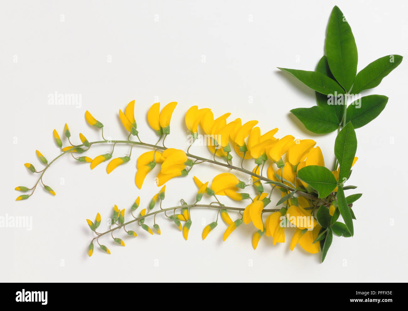 Leguminosae, Laburnum anagyroides, dull grey-green leaves, with pea-like, yellow flowers borne in short, hanging racemes. Stock Photo