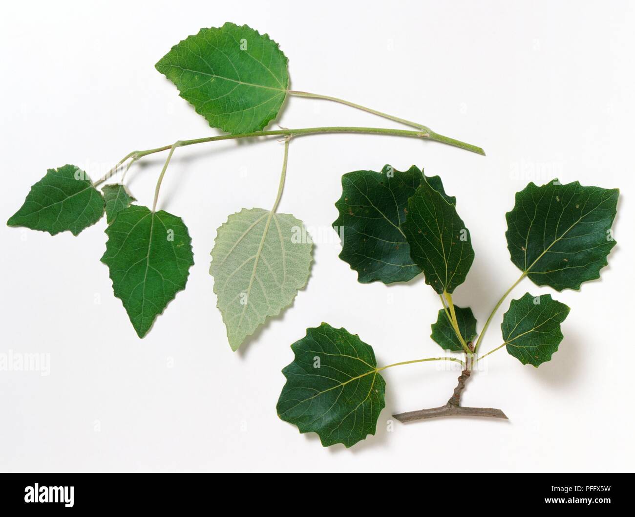 Populus x canescens (Grey poplar), stems with leaves, close-up Stock Photo