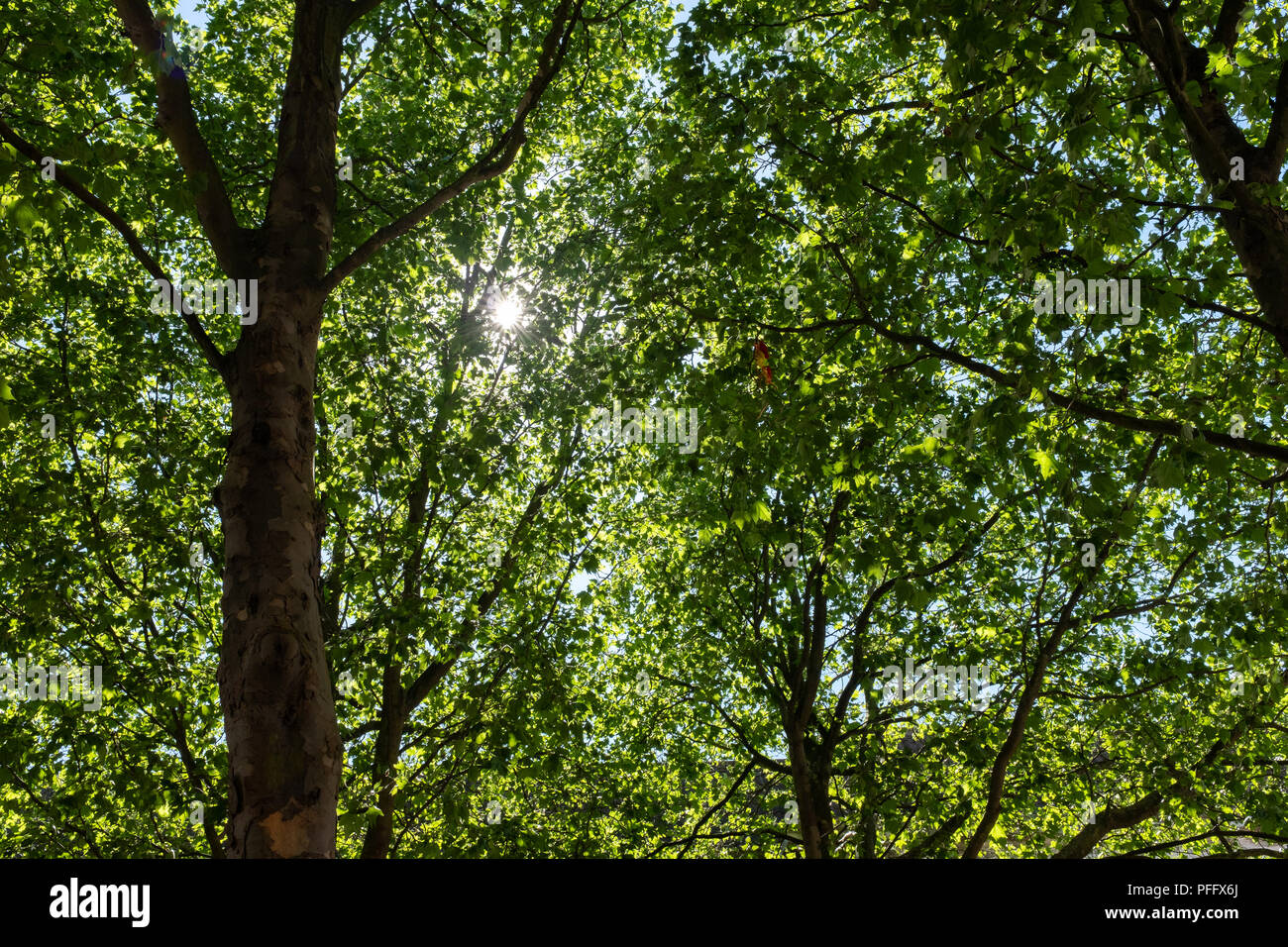 Image of Kingston Upon Hull UK City of Culture 2017. Sun shines through the tree branches and green leaves. Stock Photo