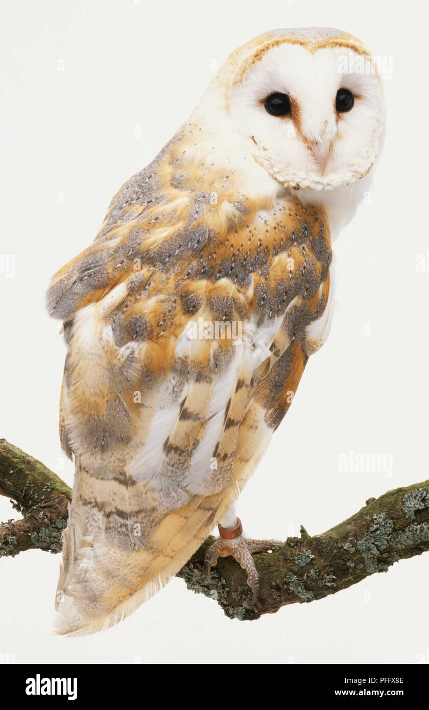 Barn Owl Tyto Alba White Brown And Grey Feathers Perching On A