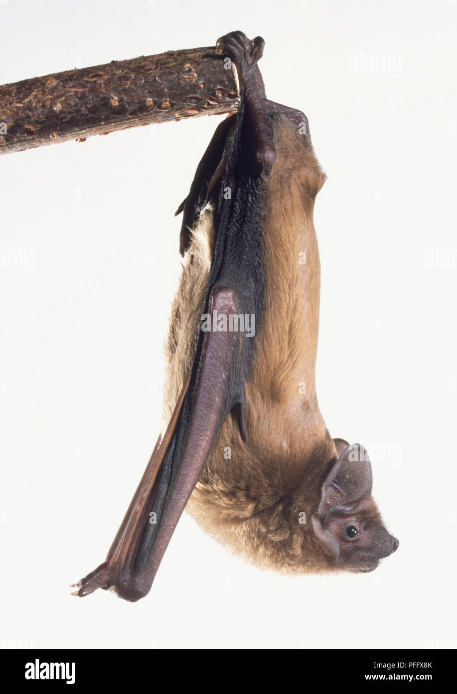 Noctule Bat (Nyctalus noctula) hanging from a branch upside down, side view. Stock Photo