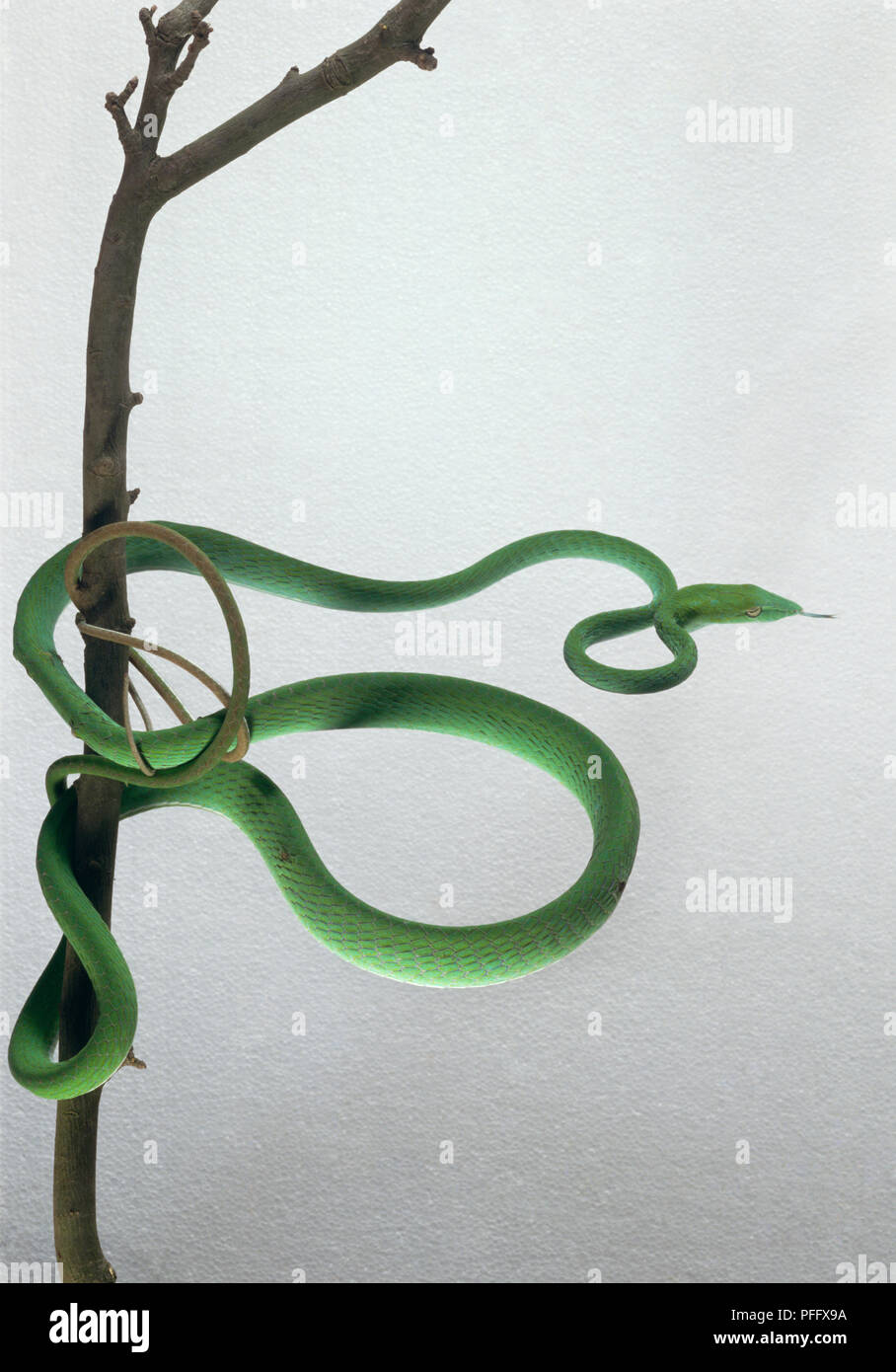Green vine snake (Oxybelis fulgius) wrapped around tree branch, close-up Stock Photo